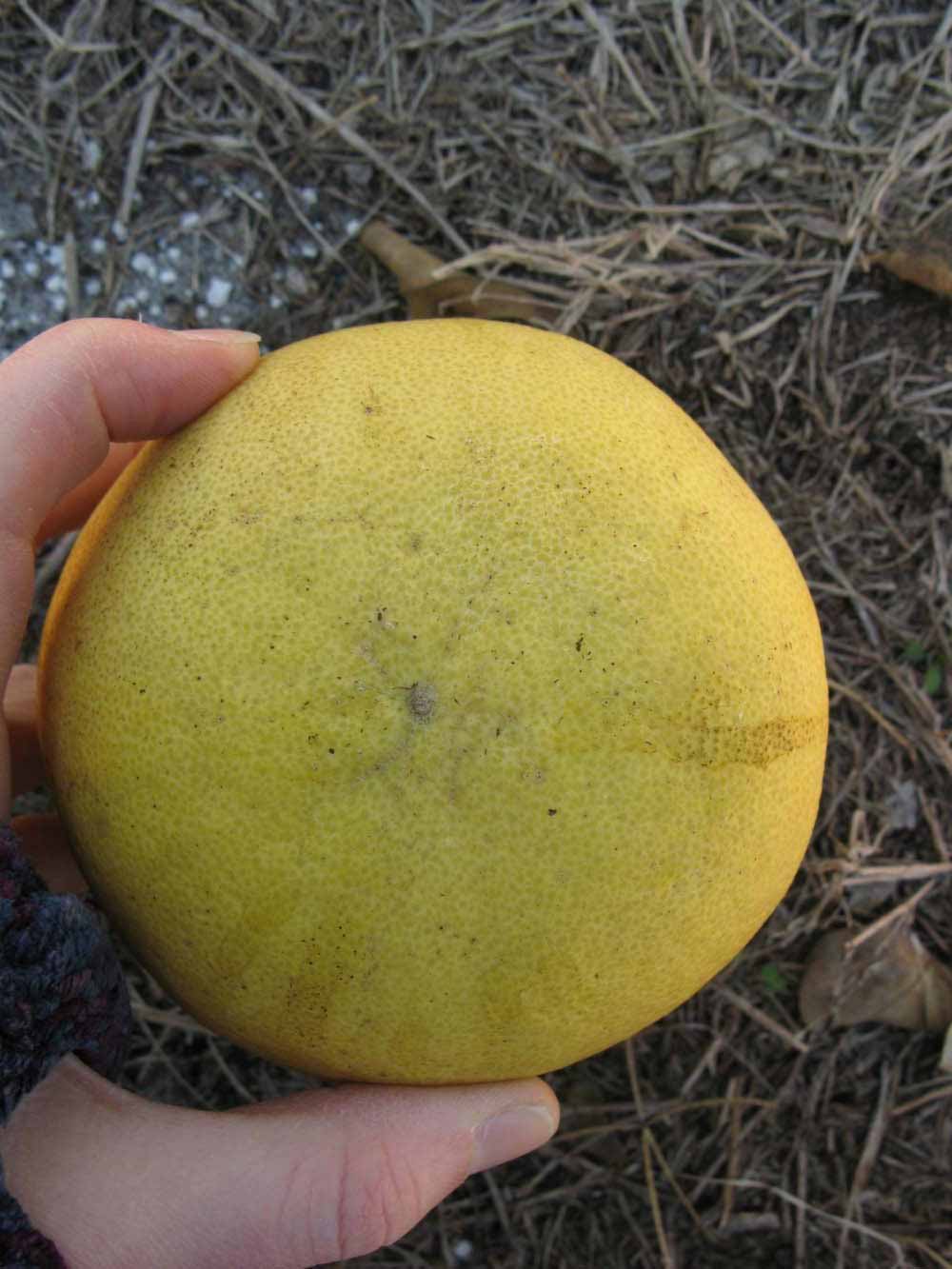              Fruit (Nakon, Winter Haven, FL)       